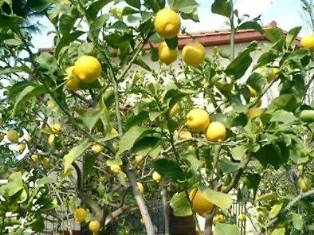 Primavera Appartamento Villa San Pietro
